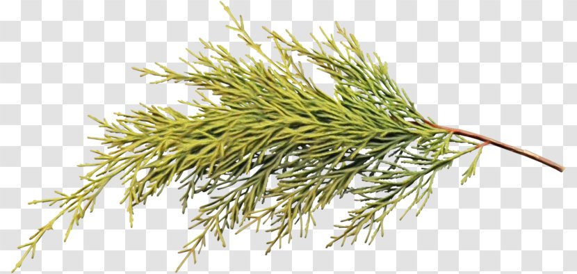 Family Tree Background - Grass - Dill Vascular Plant Transparent PNG