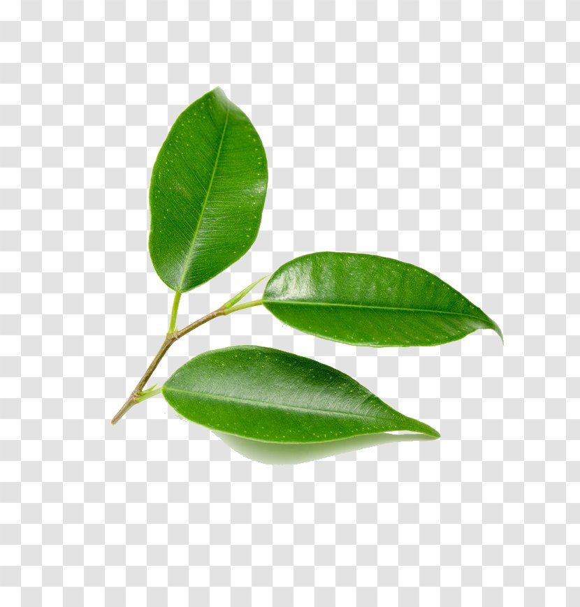 Leaf Green Tree Plant - Photography - Leaves Transparent PNG