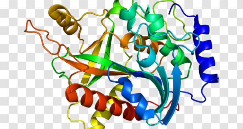 C1GALT1 Protein Research Market Analysis - Homo Sapiens - Film Transparent PNG
