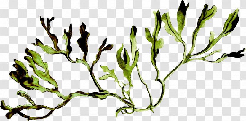 Algae Flora Растительный мир России Plant Clip Art - Coral Transparent PNG