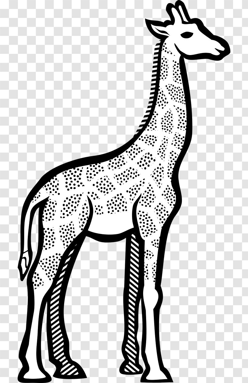 Giraffe Line Art Drawing Clip Transparent PNG