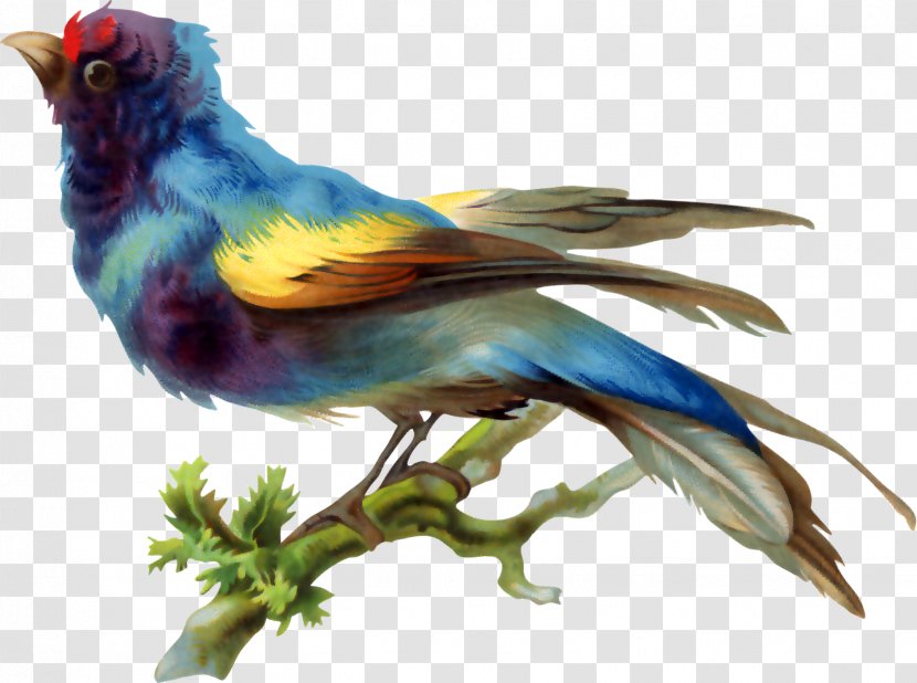 Bird Drawing - Perico - Birds Transparent PNG