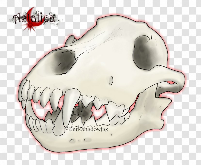 Snout Jaw Mouth Skull Cartoon - Bone - Wolf Transparent PNG