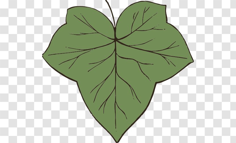 Leaf Green Plant Stem Clip Art Symmetry - Botany - Sassafras Transparent PNG