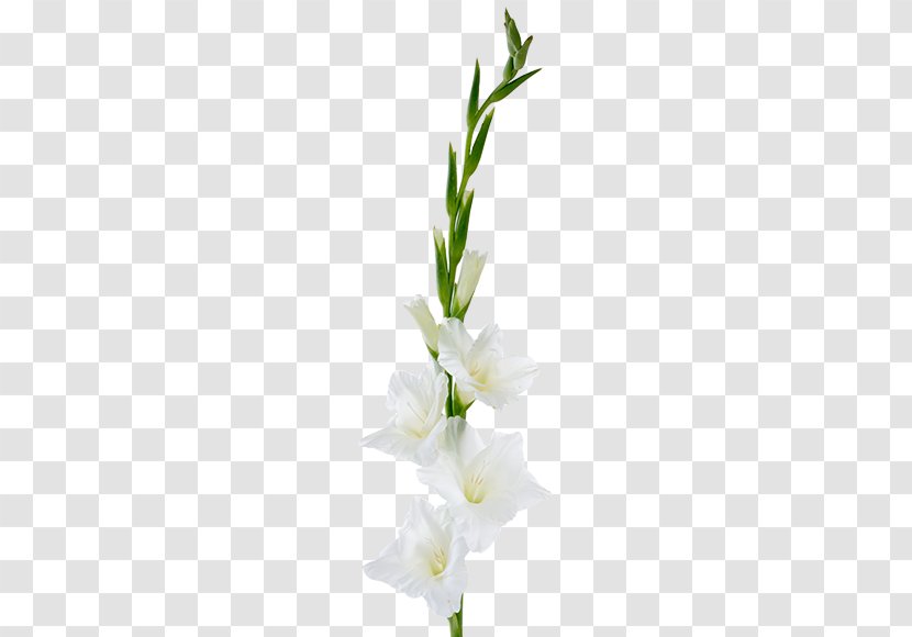 Gladiolus Cut Flowers Plant Stem Floral Design - Wedding Dress Transparent PNG