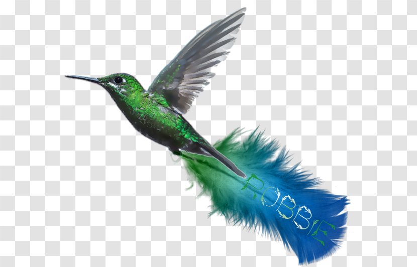 Hummingbird Turquoise Beak Blue-green Wing - Bluegreen - Feather Transparent PNG
