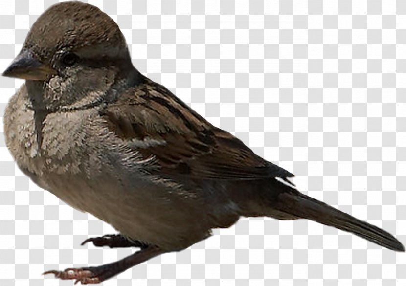 Bird - Fowl - Animal Transparent PNG