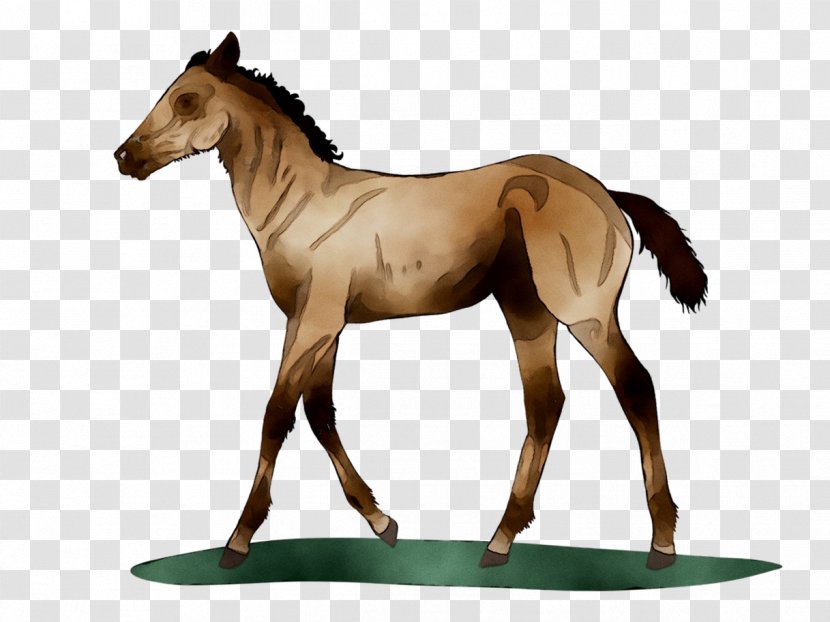 Mustang Mare Foal Stallion Pony - Colt Transparent PNG