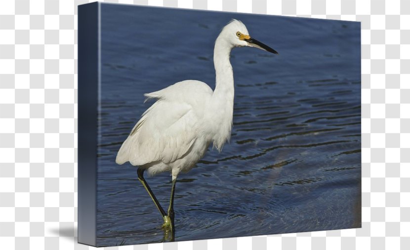 Great Egret Bird Wader Beak Stork - Water - Poster Design Transparent PNG