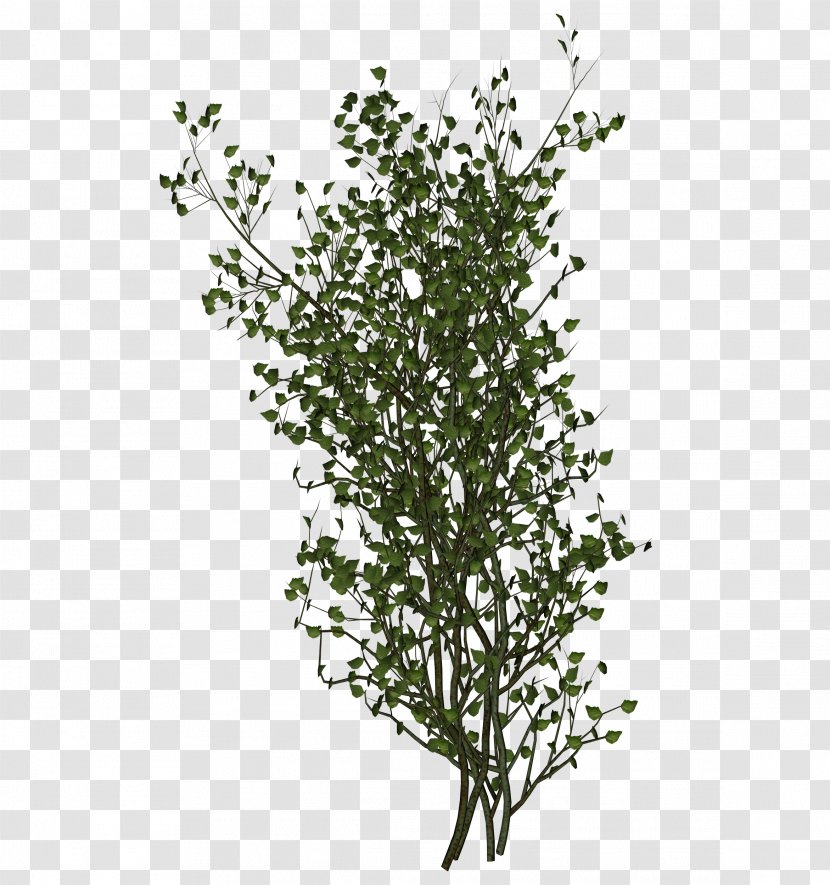 Out-Tree Leaf Shrub Branch - Loneliness - Tree Transparent PNG