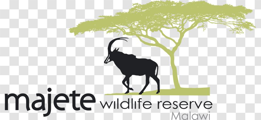 Liwonde National Park Cattle Logo - Grass - Majete Wildlife Reserve Transparent PNG