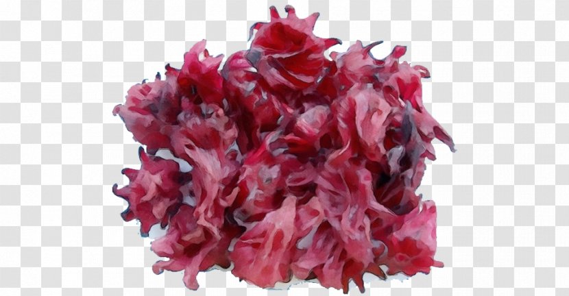 Pink Flower Cartoon - Magenta - Family Red Leaf Lettuce Transparent PNG