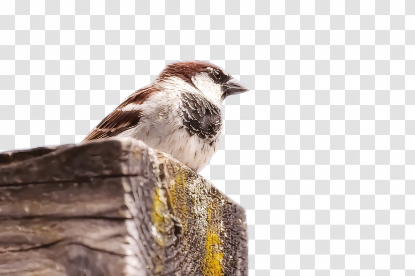 House Sparrow Birds Old World Sparrow American Sparrows Beak Transparent PNG