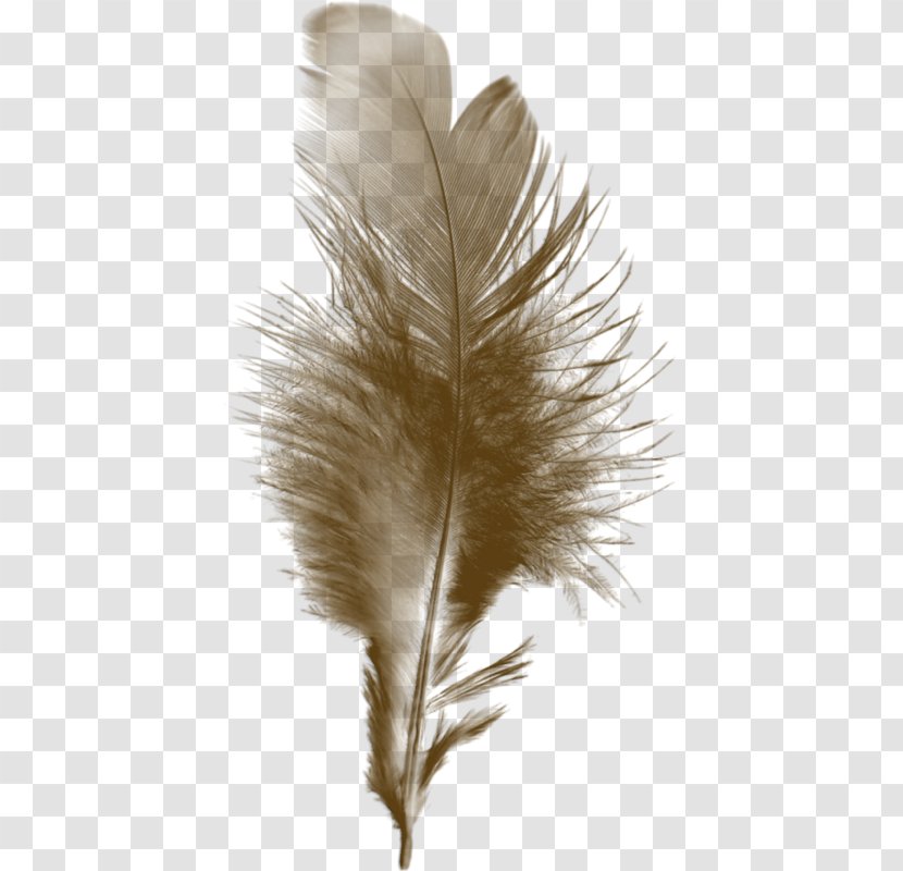 Feather Bird Paintbrush Quill - Pince Nez Transparent PNG