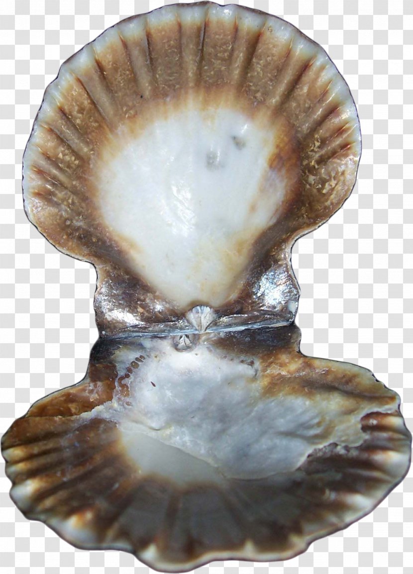 Oyster Clam Seashell Conchology Mollusc Shell - Dress - Conch Transparent PNG