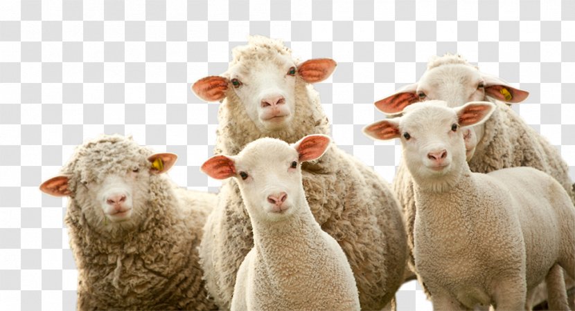 Sheep Herd Clip Art Goat - Pasture - Agent Texas Reach Transparent PNG
