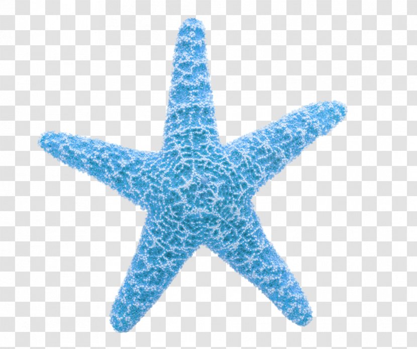 Starfish Clip Art - Linckia Laevigata - Ocean Material Free To Pull Transparent PNG