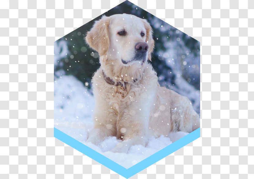 Golden Retriever Labrador Puppy Dog Breed Companion - Snout Transparent PNG