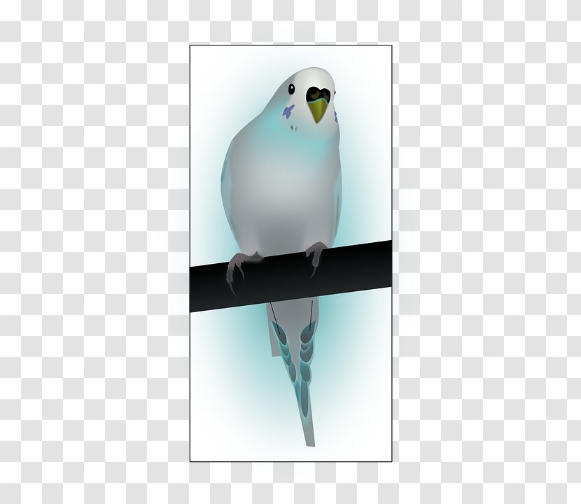 Clip Art - Feather - Parakeet Transparent PNG