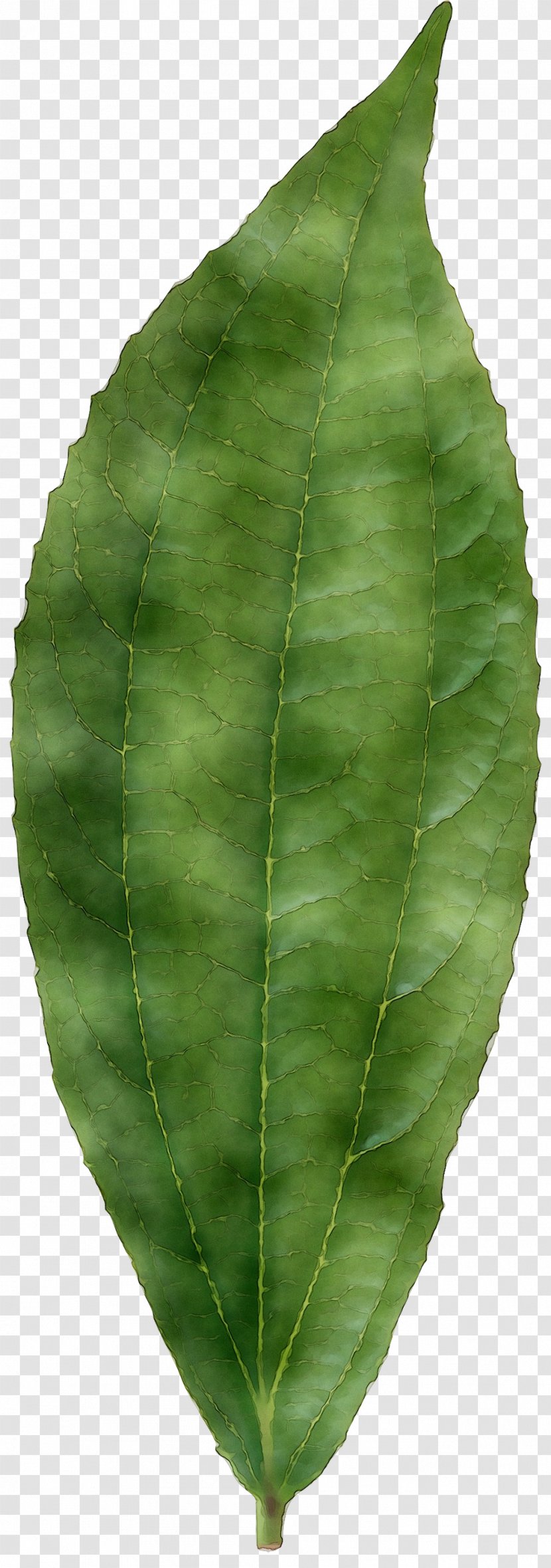 Leaf Plant Pathology Stem Plants - Flower Transparent PNG