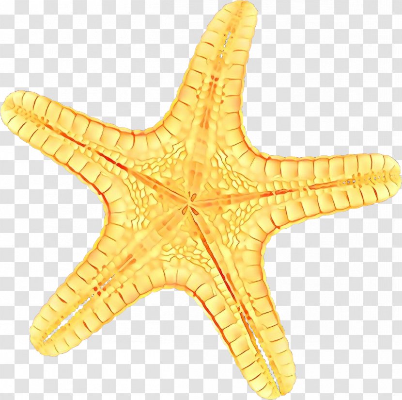 Cartoon Star - Starfish Transparent PNG