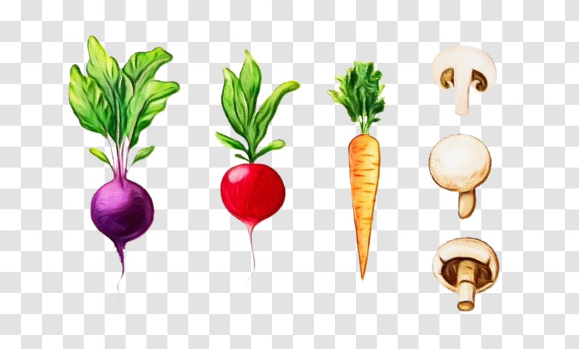 Watercolor Natural - Greens - Vegetarian Food Carrot Transparent PNG