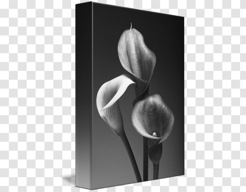 Black And White Fine-art Photography Canvas Print - Calla Lily Transparent PNG