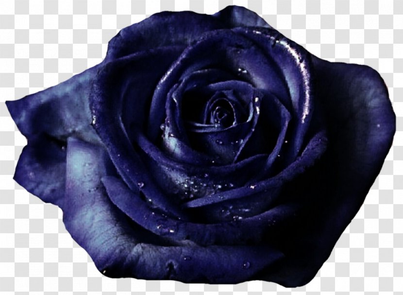 Blue Rose Garden Roses Cut Flowers Transparent PNG
