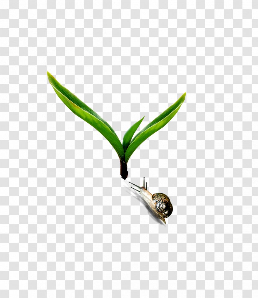 Download - Ifwe - Beautiful Fresh Plant Snail Transparent PNG