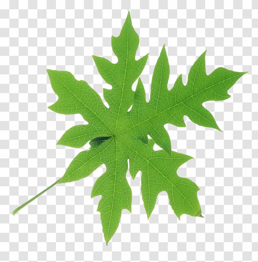 Maple Leaf Green Bladnerv - Paperplant Transparent PNG
