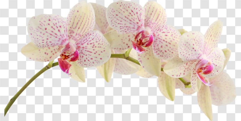 Moth Orchids Flower Clip Art - Orchid Transparent PNG
