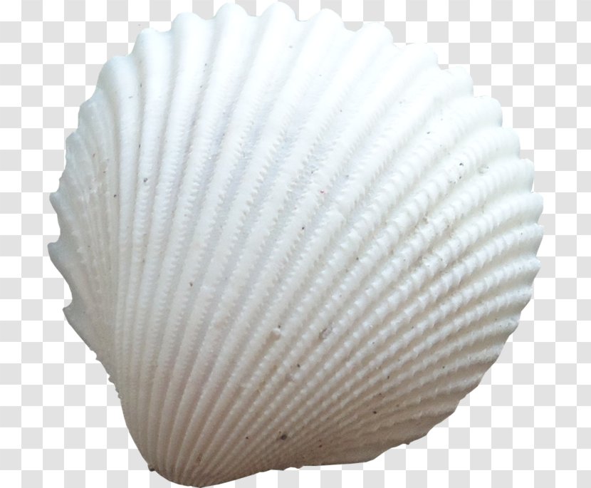 Cockle Seashell Conchology Clip Art Transparent PNG