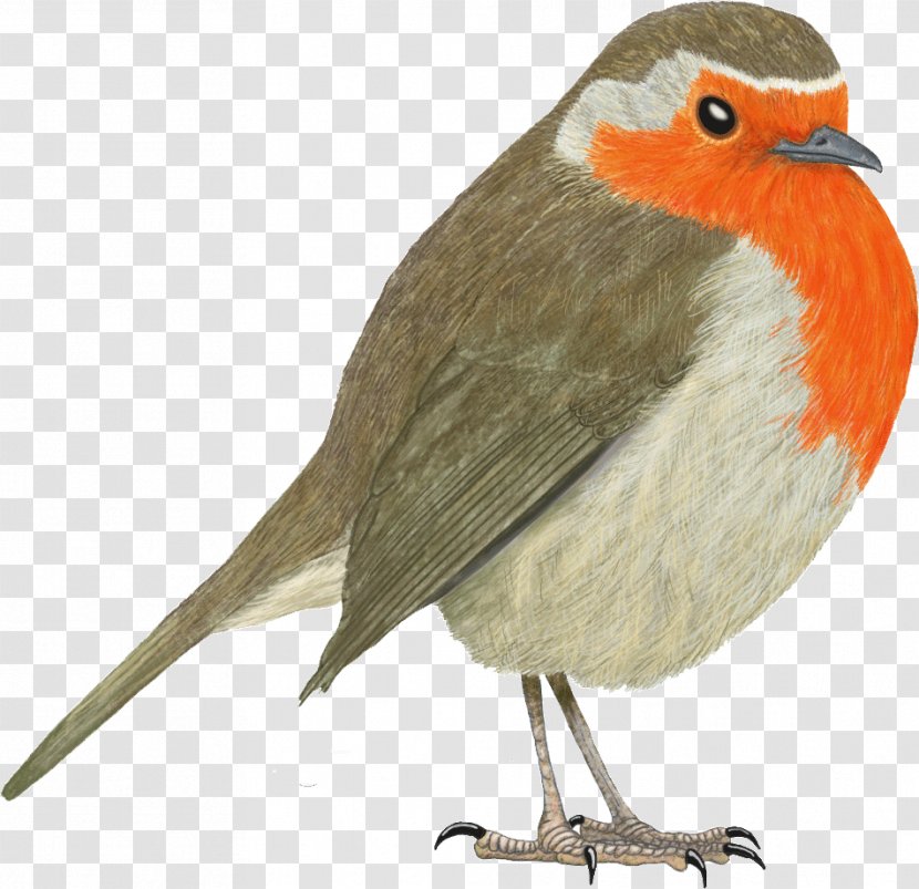 European Robin Bird Science Nature - Wing Transparent PNG