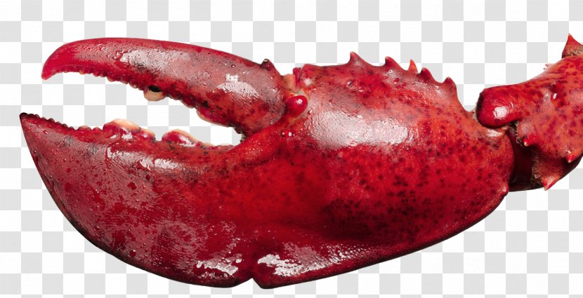 Lobster Seafood Palinurus Elephas Shrimp - Pliers Transparent PNG
