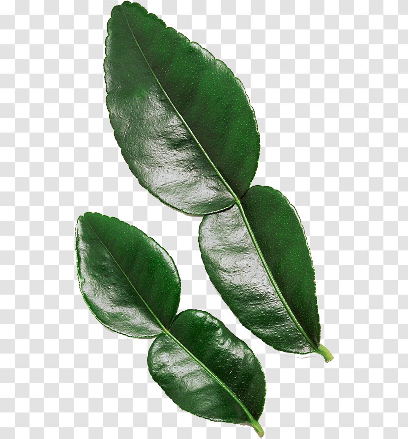 Kaffir Lime Leaf Tropical Asia - Plant Stem Transparent PNG
