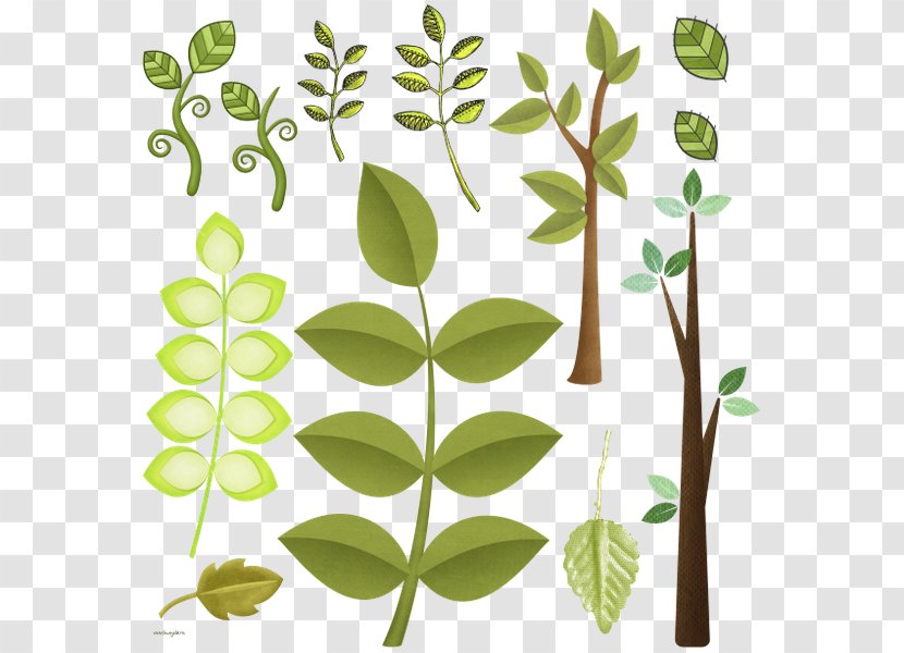 Leaf Clip Art JPEG Plant Stem - Green Transparent PNG