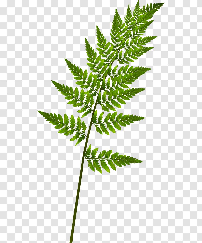 Fern Burknar Leaf Vascular Plant Transparent PNG