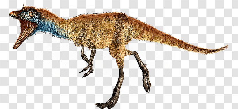 Compsognathus Megaraptor Microraptor Saltopus Spinosaurus - Velociraptor - Dinosaur Transparent PNG