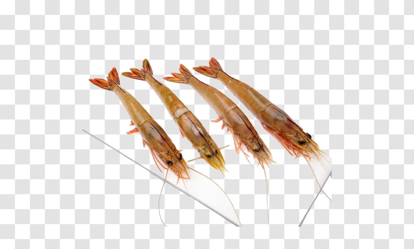 Chinese White Shrimp Caridea Sea - Seafood - Featured Haibu Large Transparent PNG