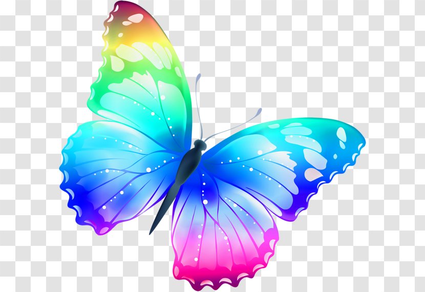 Butterfly Clip Art - Arthropod - Colorful Image Transparent PNG
