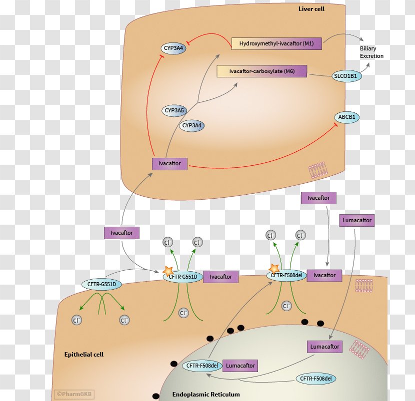 Lumacaftor/ivacaftor Pharmacodynamics Cystic Fibrosis Transmembrane ...