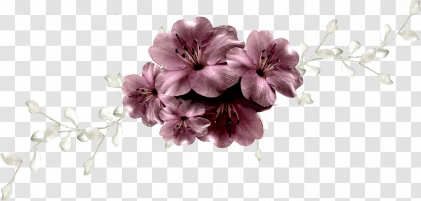 Blossom Flower Plant Floral Design Transparent PNG