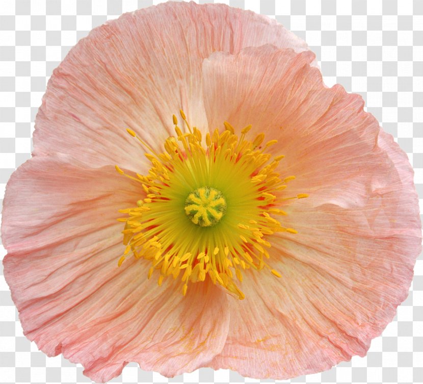 Flower Photography Clip Art - Cut Flowers - Poppy Transparent PNG