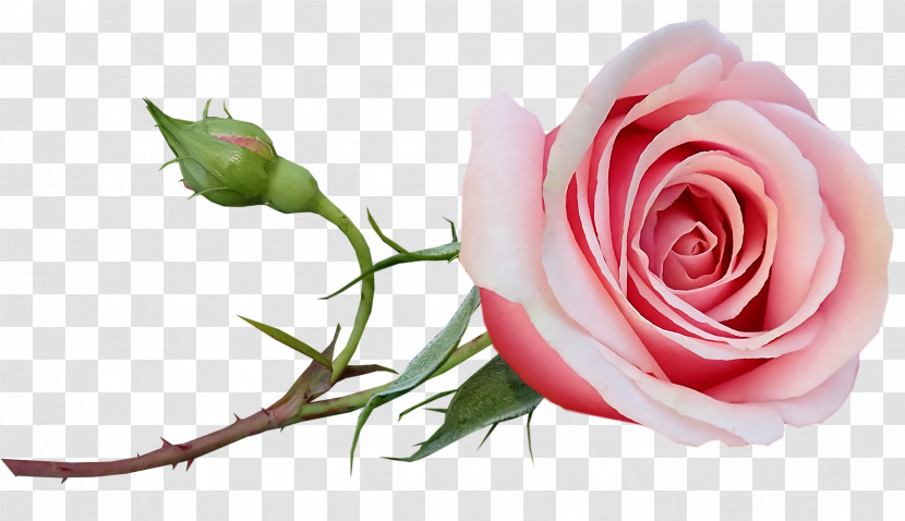 Garden Roses Transparent PNG