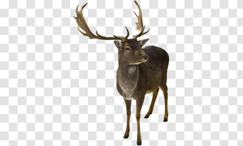 Reindeer Horn Elk White-tailed Deer - Antler Transparent PNG