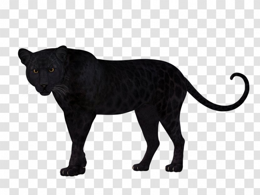 Leopard Panther Felidae Cat Tiger Transparent PNG