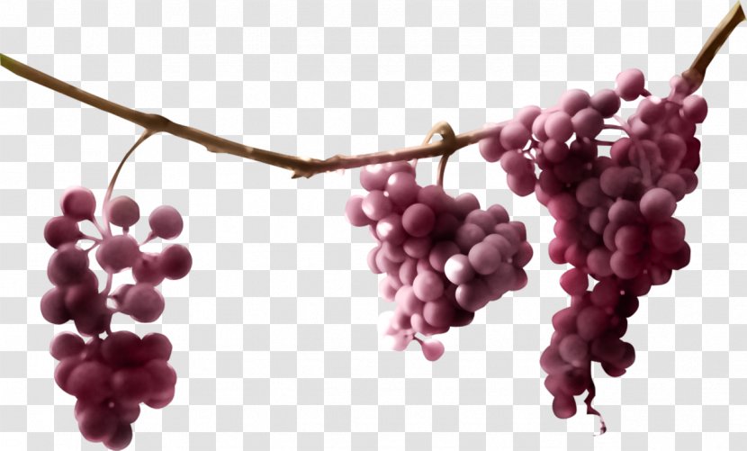 Common Grape Vine Must Juice Sultana Transparent PNG