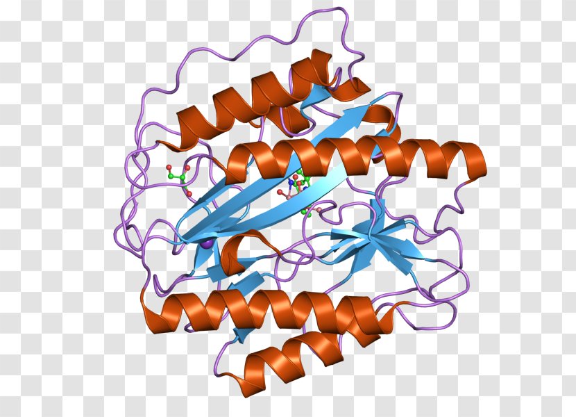 Aminopeptidase METAP1 Methionine Enzyme Protein - Saccharomyces - Cell Transparent PNG