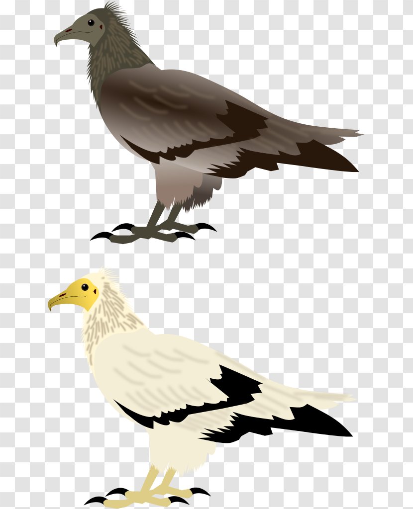 Beak Columbidae Bird Of Prey Finches - Fauna Transparent PNG