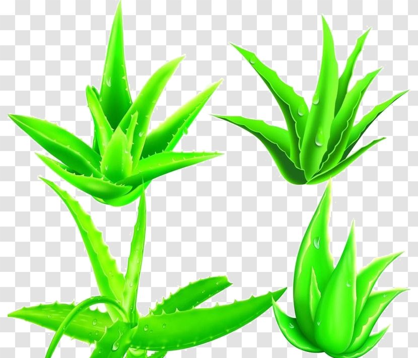 Aloe Vera Plant Powder Cosmetics - Green Transparent PNG